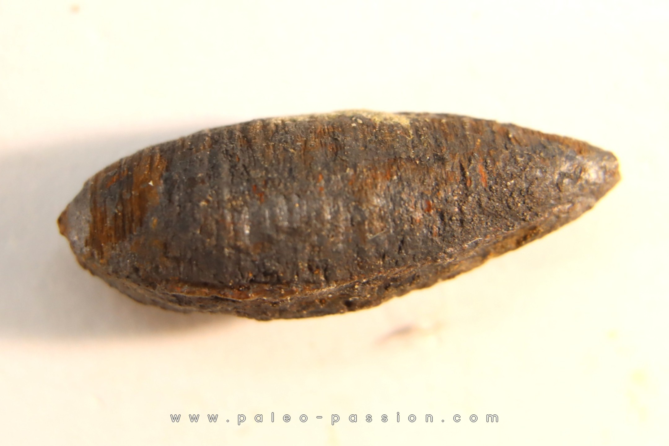 fly insect larva casing - hell creek fmt - Upper cretaceous - Dawson ...