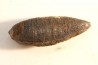 fly insect larva casing - hell creek fmt - Upper cretaceous - Dawson county, Montana - USA