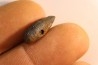fly insect larva casing - hell creek fmt - Upper cretaceous - Dawson county, Montana - USA