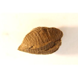 fly insect larva casing - hell creek fmt - Upper cretaceous - Dawson county, Montana - USA