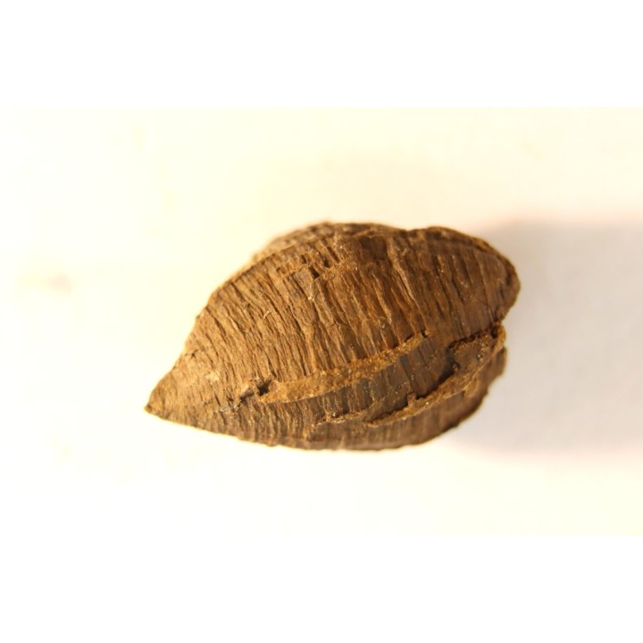 fly insect larva casing - hell creek fmt - Upper cretaceous - Dawson county, Montana - USA