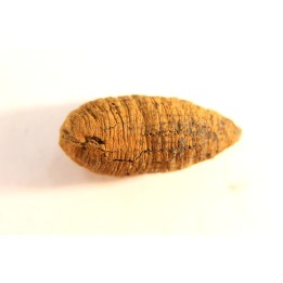 fly insect larva casing - hell creek fmt - Upper cretaceous - Dawson county, Montana - USA