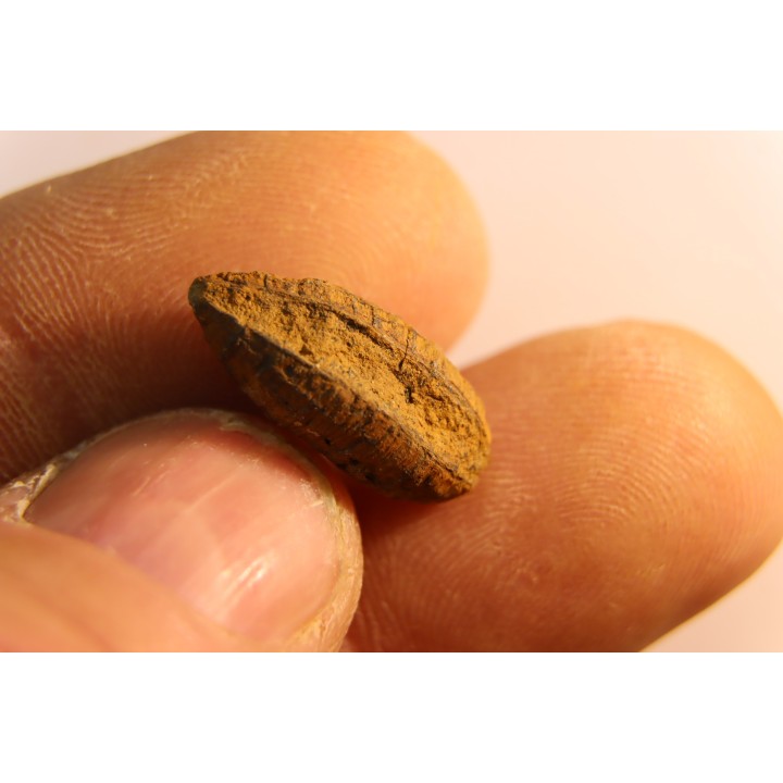 fly insect larva casing - hell creek fmt - Upper cretaceous - Dawson county, Montana - USA