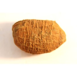 fly insect larva casing - hell creek fmt - Upper cretaceous - Dawson county, Montana - USA