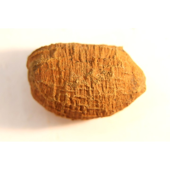fly insect larva casing - hell creek fmt - Upper cretaceous - Dawson county, Montana - USA