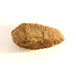 fly insect larva casing - hell creek fmt - Upper cretaceous - Dawson county, Montana - USA