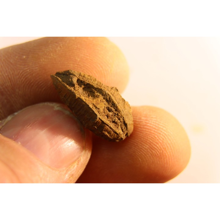 fly insect larva casing - hell creek fmt - Upper cretaceous - Dawson county, Montana - USA
