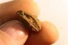fly insect larva casing - hell creek fmt - Upper cretaceous - Dawson county, Montana - USA
