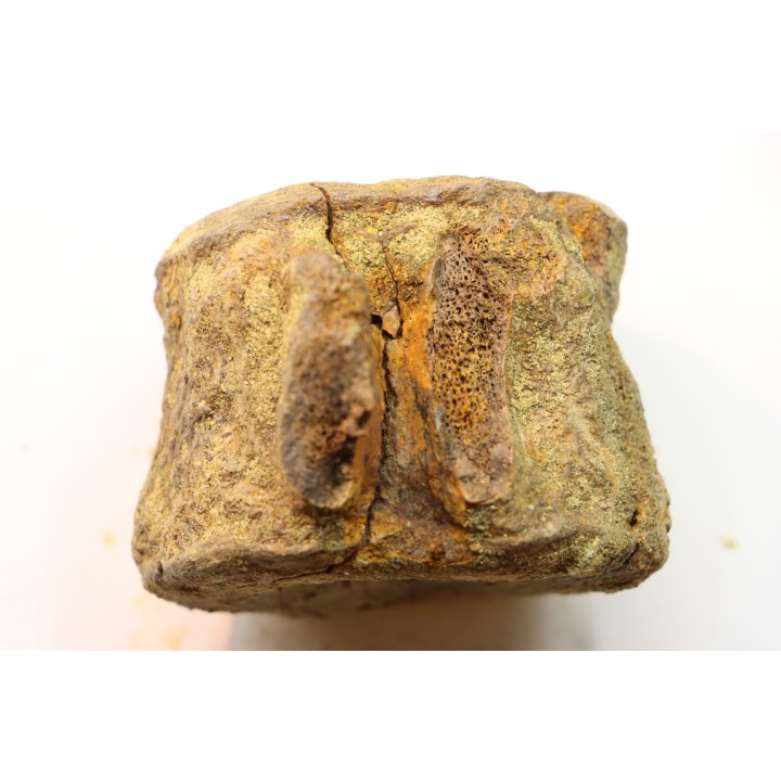 dinosaure vertebra: TRICERATOPS HORRIDUS