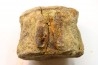 dinosaure vertebra: TRICERATOPS HORRIDUS