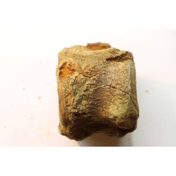 dinosaure vertebra: TRICERATOPS HORRIDUS