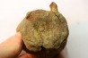 dinosaure vertebra: TRICERATOPS HORRIDUS