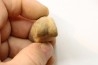 Struthiomimus toe bone - Hell Creek Fmt - upper cretaceous - Perkins County, South Dakota