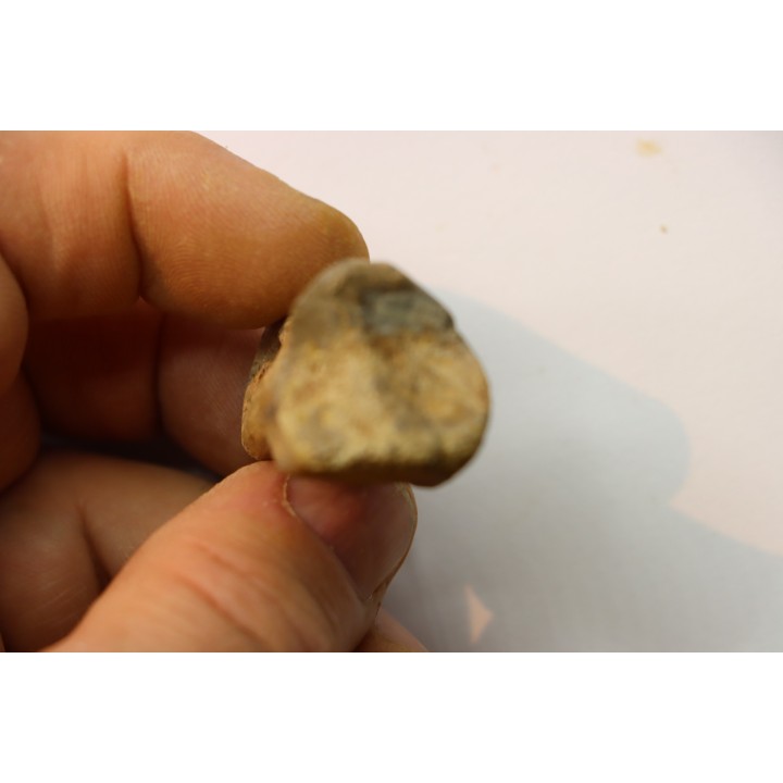 Struthiomimus toe bone - Hell Creek  Fmt -  upper cretaceous  - Perkins County, South Dakota