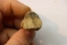 Struthiomimus toe bone - Hell Creek Fmt - upper cretaceous - Perkins County, South Dakota