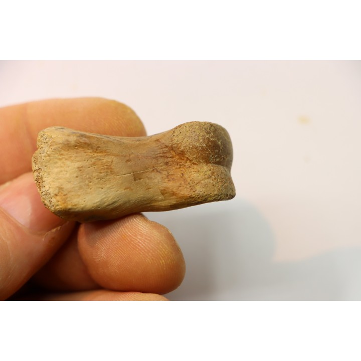Struthiomimus toe bone - Hell Creek  Fmt -  upper cretaceous  - Perkins County, South Dakota
