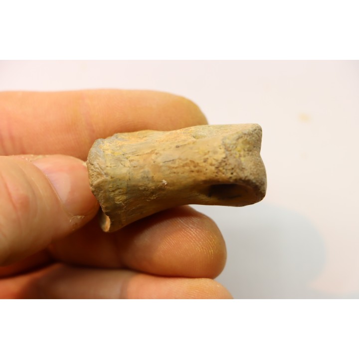 Struthiomimus toe bone - Hell Creek  Fmt -  upper cretaceous  - Perkins County, South Dakota