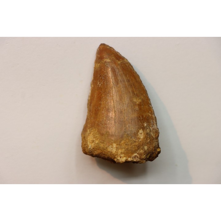 Carcharodontosaurus saharicus