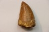 dent de dinosaure: Carcharodontosaurus saharicus - CENOMANIEN - Kem Kem , MAROC