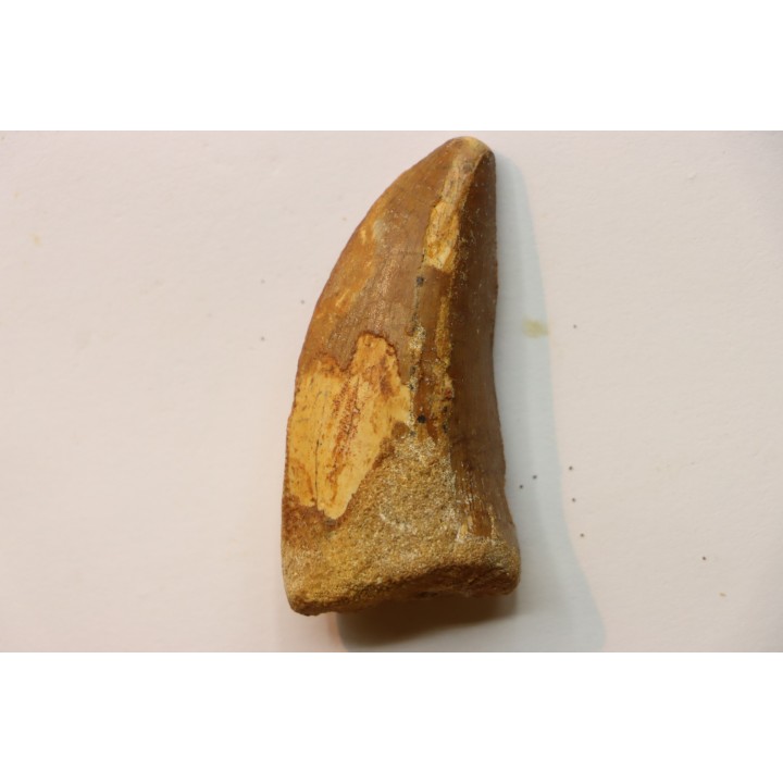 Carcharodontosaurus saharicus