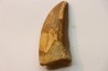 dent de dinosaure: Carcharodontosaurus saharicus - CENOMANIEN - Kem Kem , MAROC