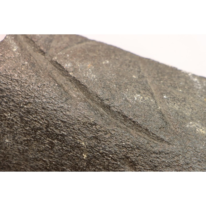 Côte de baleine avec traces de prédations  de megalodon