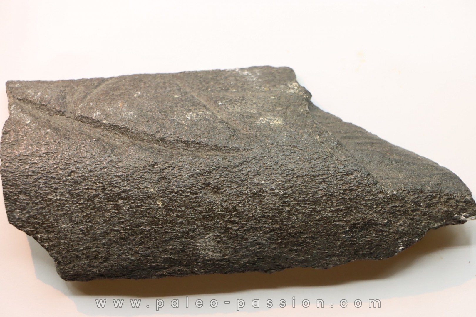 Whale coast with traces of predation of megalodon