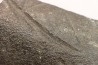 Côte de baleine avec traces de prédations  de megalodon
