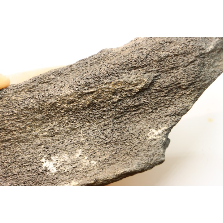 Côte de baleine avec traces de prédations  de megalodon