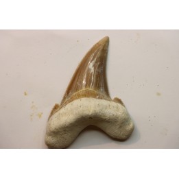 OTODUS SOKOLOVI - Barthonian - Boujdour, morocco