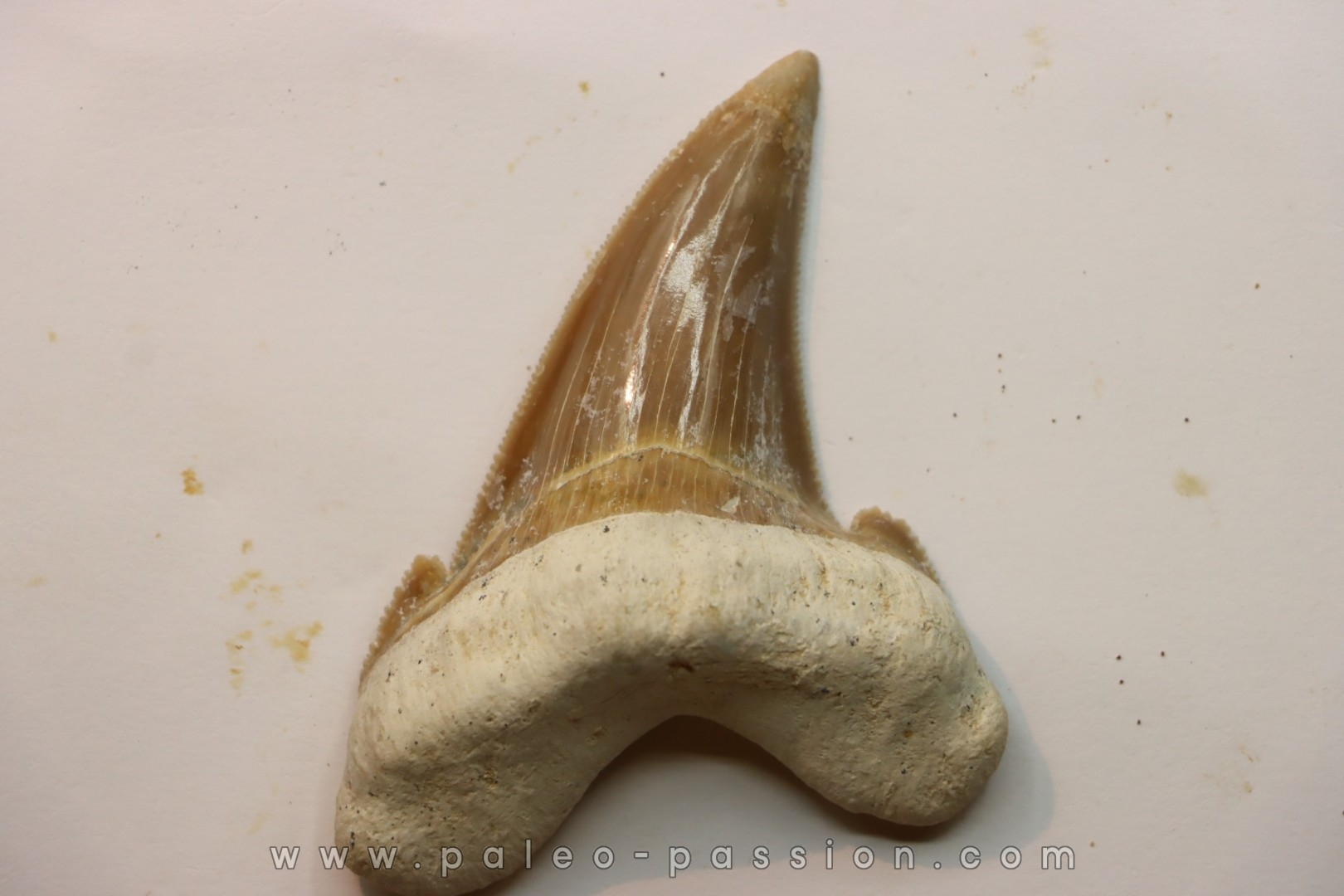 OTODUS SOKOLOVI - Barthonian - Boujdour, morocco