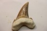OTODUS SOKOLOVI - Barthonian - Boujdour, morocco
