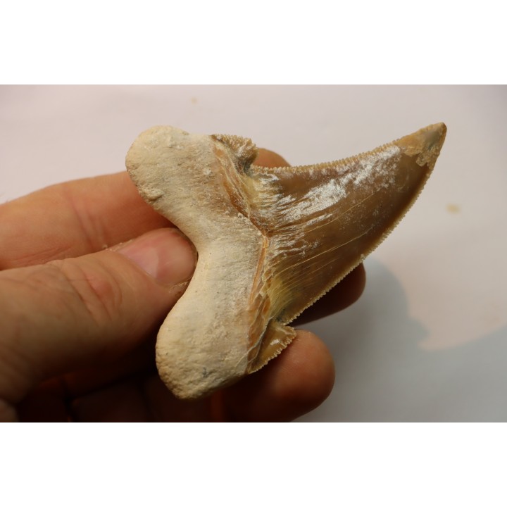 OTODUS SOKOLOVI - Barthonian - Boujdour, morocco