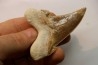 OTODUS SOKOLOVI - Barthonian - Boujdour, morocco