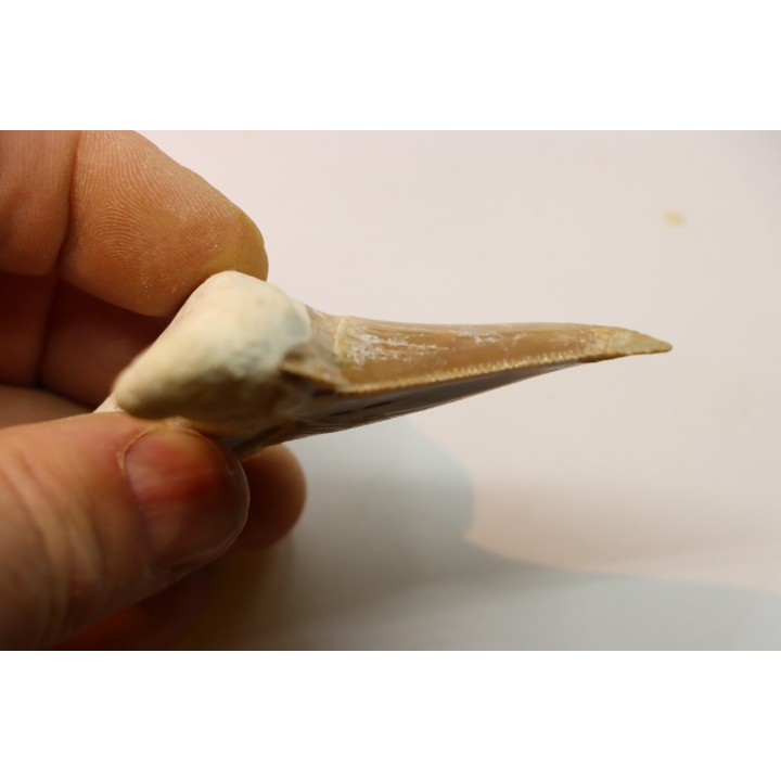 OTODUS SOKOLOVI - Barthonian - Boujdour, morocco