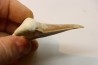 OTODUS SOKOLOVI - Barthonian - Boujdour, morocco