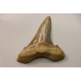 OTODUS SOKOLOVI - Barthonian - Boujdour, morocco
