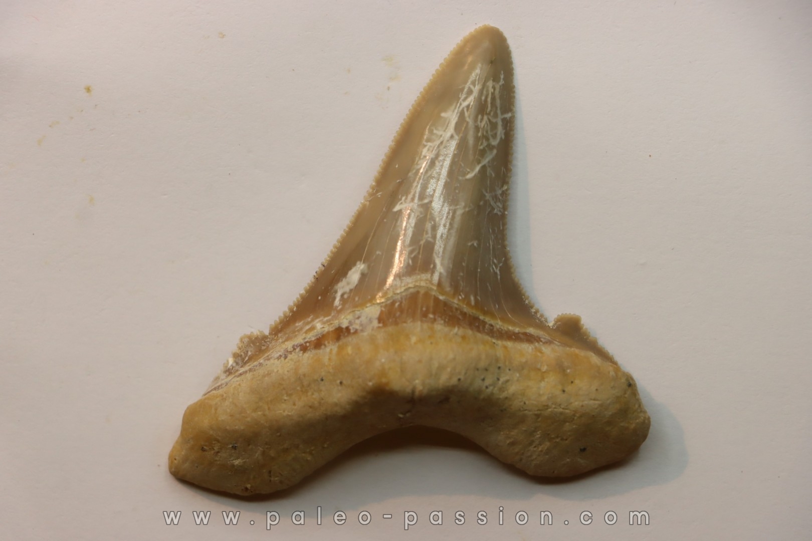 OTODUS SOKOLOVI - Barthonian - Boujdour, morocco