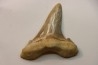OTODUS SOKOLOVI - Barthonian - Boujdour, morocco