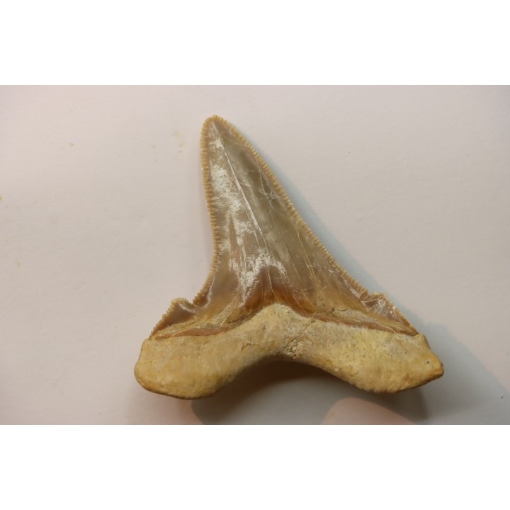 dent de requin: OTODUS SOKOLOVI Barthonien (éocène) Boujdour, maroc