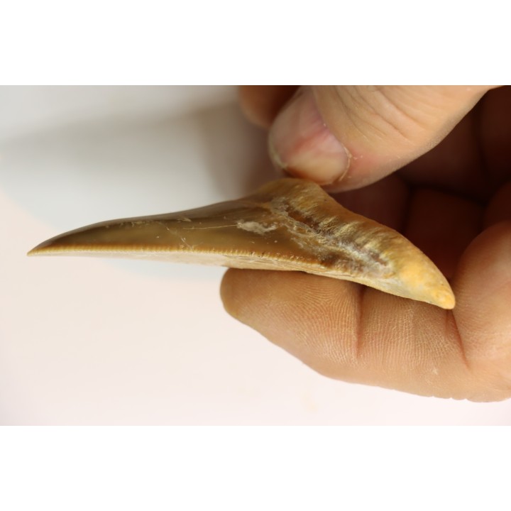dent de requin: OTODUS SOKOLOVI Barthonien (éocène) Boujdour, maroc