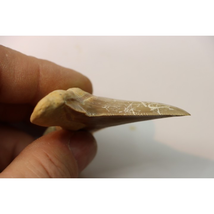 dent de requin: OTODUS SOKOLOVI Barthonien (éocène) Boujdour, maroc