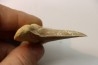 dent de requin: OTODUS SOKOLOVI Barthonien (éocène) Boujdour, maroc