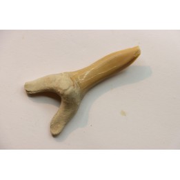 Scapanorhynchus rapax  Maastrichtian  Ben Guerir – MOROCCO