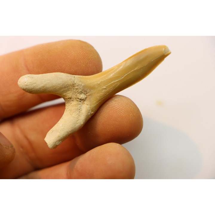 Scapanorhynchus rapax  Maestrichtien  Ben Guerir, Maroc