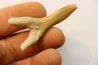 Scapanorhynchus rapax  Maastrichtian  Ben Guerir – MOROCCO