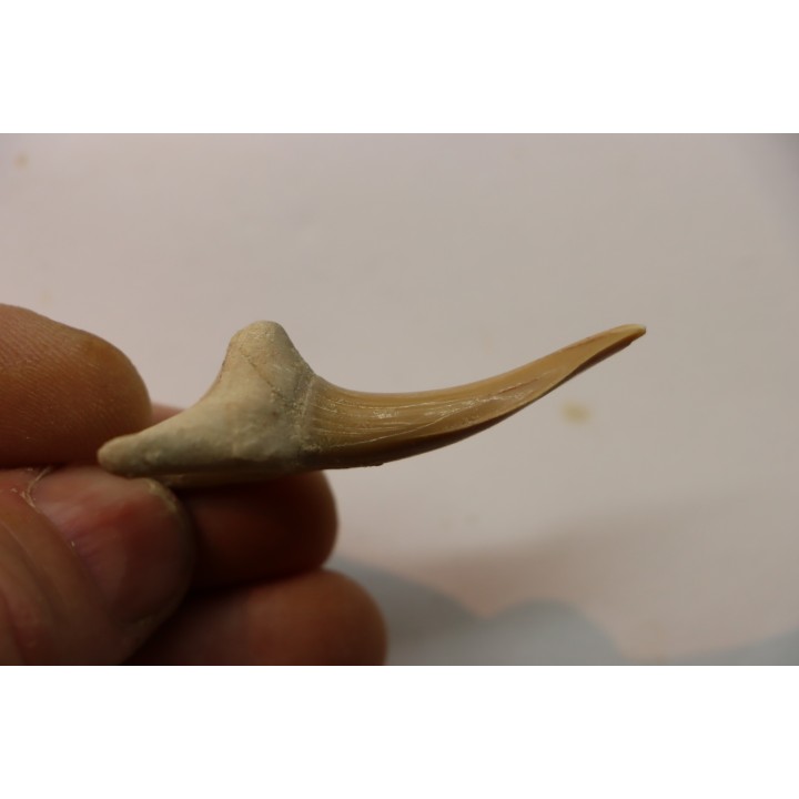 Scapanorhynchus rapax  Maestrichtien  Ben Guerir, Maroc