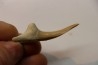 Scapanorhynchus rapax  Maestrichtien  Ben Guerir, Maroc