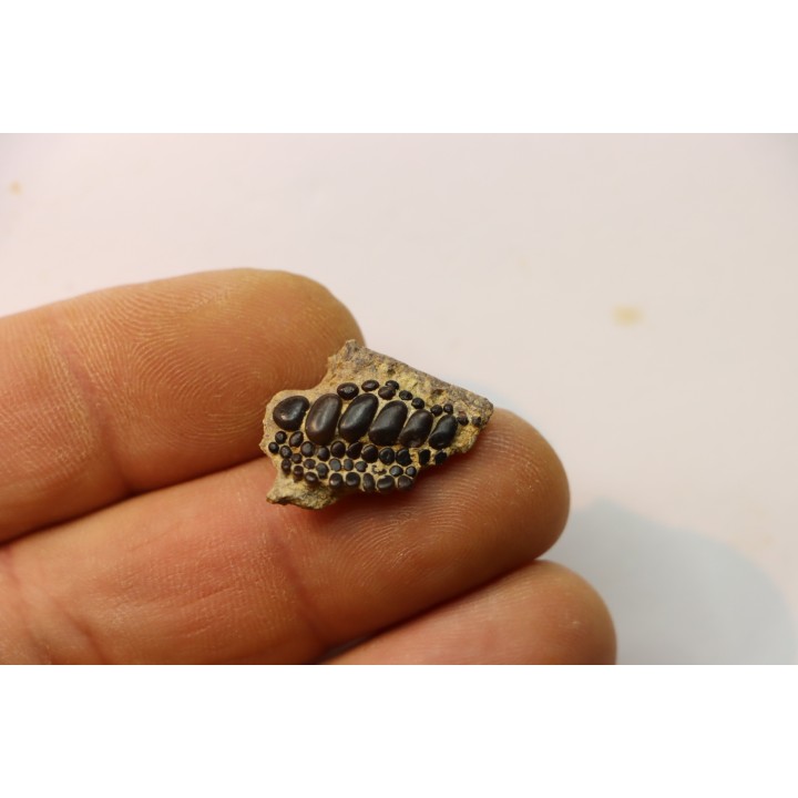 Gyrodus cuvieri - kimmeridgian - Cap gris nez - Boulogne sur Mer - France