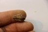 Gyrodus cuvieri - kimmeridgien - Cap gris nez